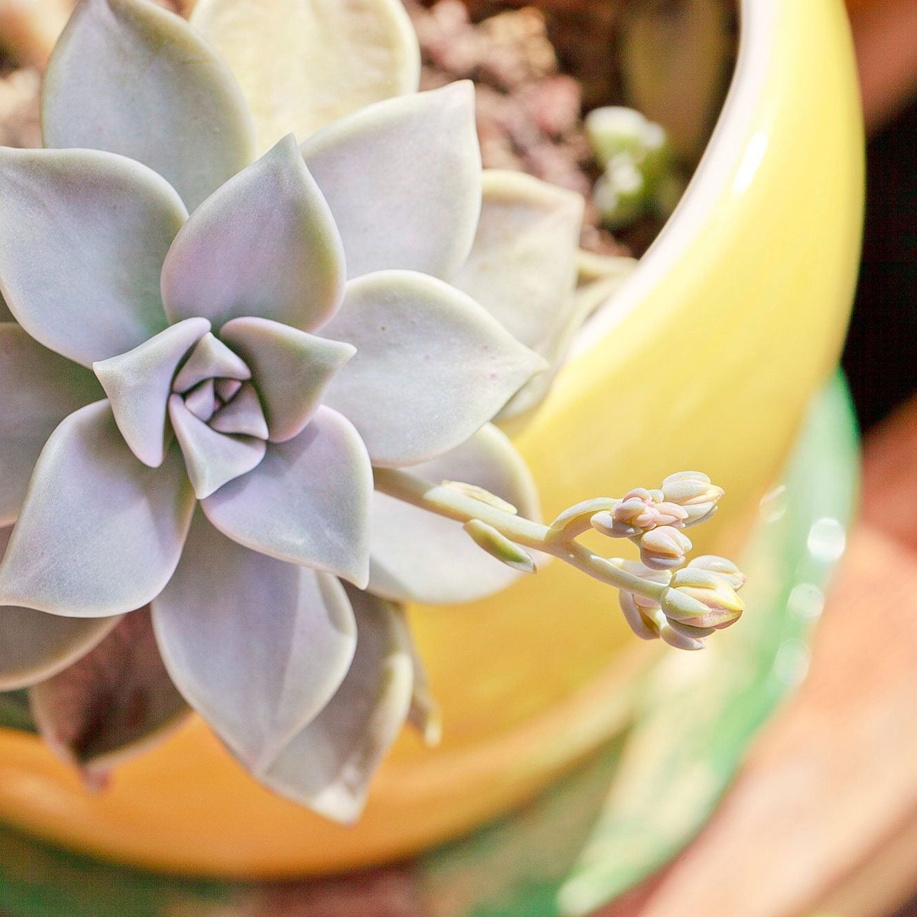 succulent moonstone Moonstones Pachyphytum