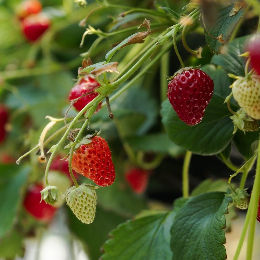 Lots of strawberries growing on plants in a greenhouse