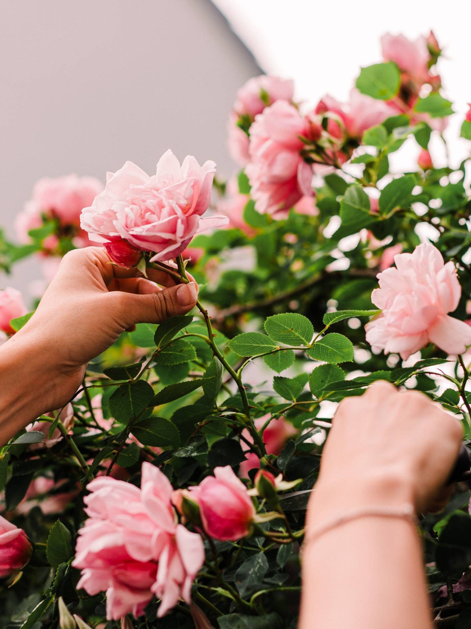 Woman cuts rose from bush