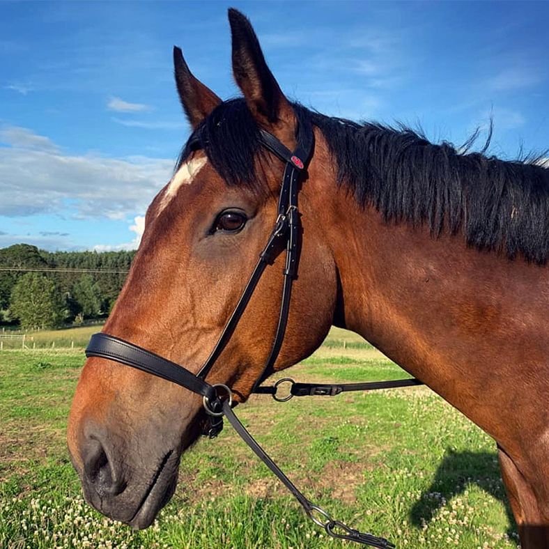 Easy Trek Anatomical Bitless Leather Bridle
