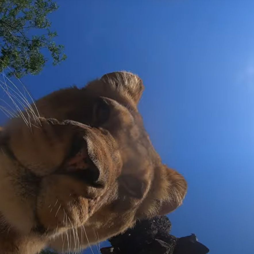 Lion★在庫確認コメント後の購入のみ Lions Find, Play With Hidden Camera At Oregon Zoo - YouTube