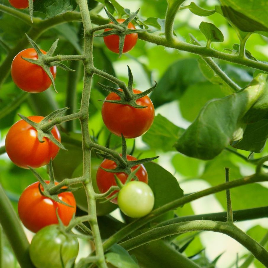 Do tomato plants like coffee grounds? Experts have their say | Homes and  Gardens