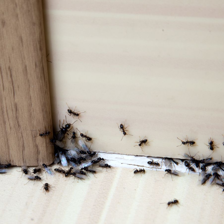 Why do ants come in the house? Pest pros reveal the reasons | Real Homes