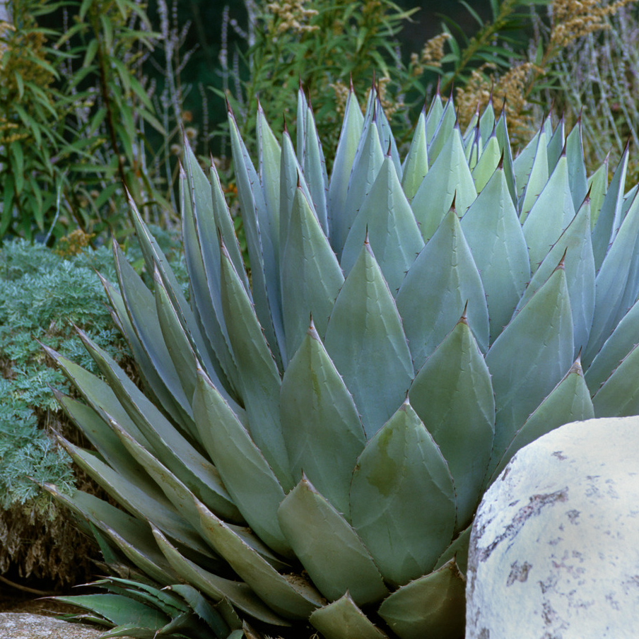 How to propagate agaves: 7 steps for striking succulents | Homes and Gardens