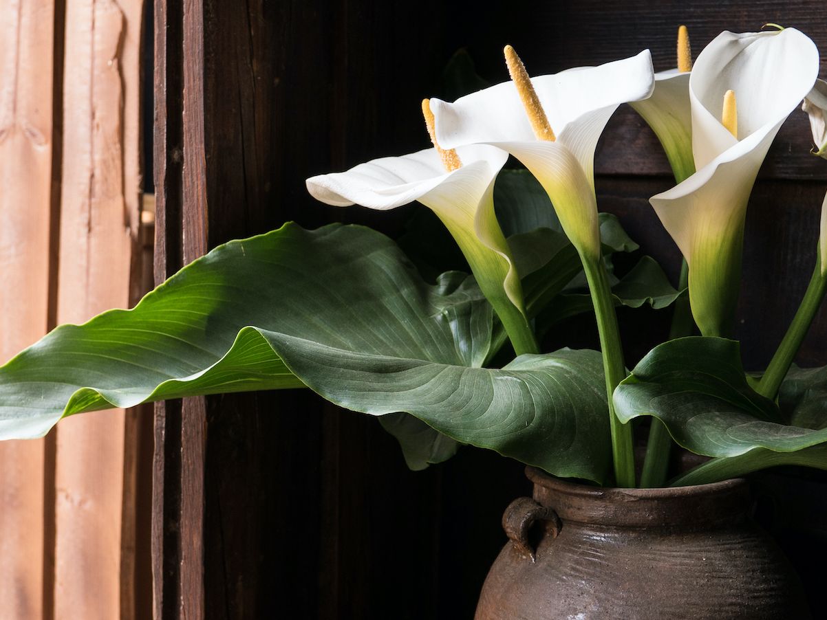fiddle leaf fig plant price Little Fiddle Leaf Fig Medium / White
