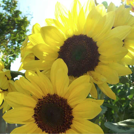 Lemon Queen Sunflower Seeds