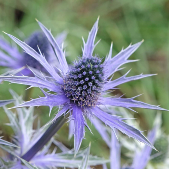 Eden Brothers, Sea Holly Roots - Blue Star