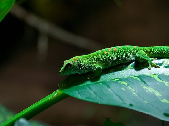 German Gecko Gecko Lizard