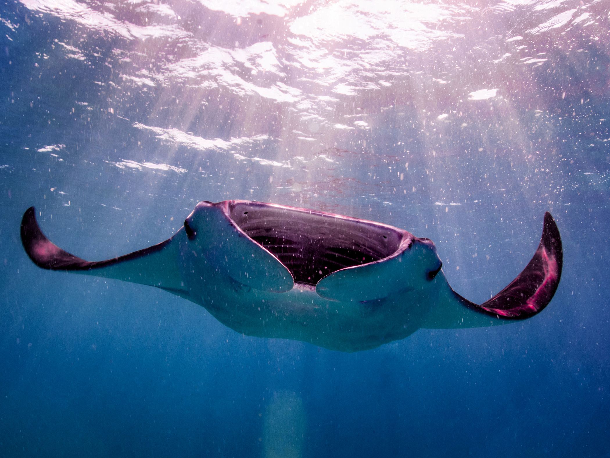“The Mystical Pink Manta Ray: A Rare Genetic Miracle Gliding Through ...