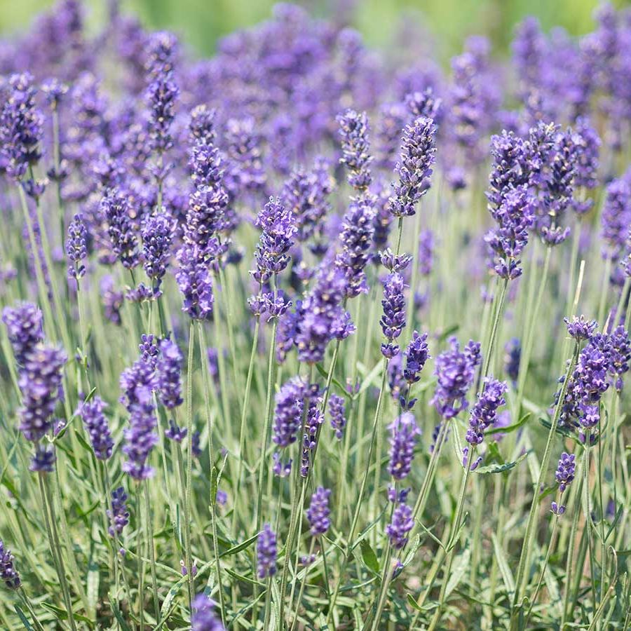 8 stunning lavender alternatives that smell incredible, and will look just  as beautiful in your garden