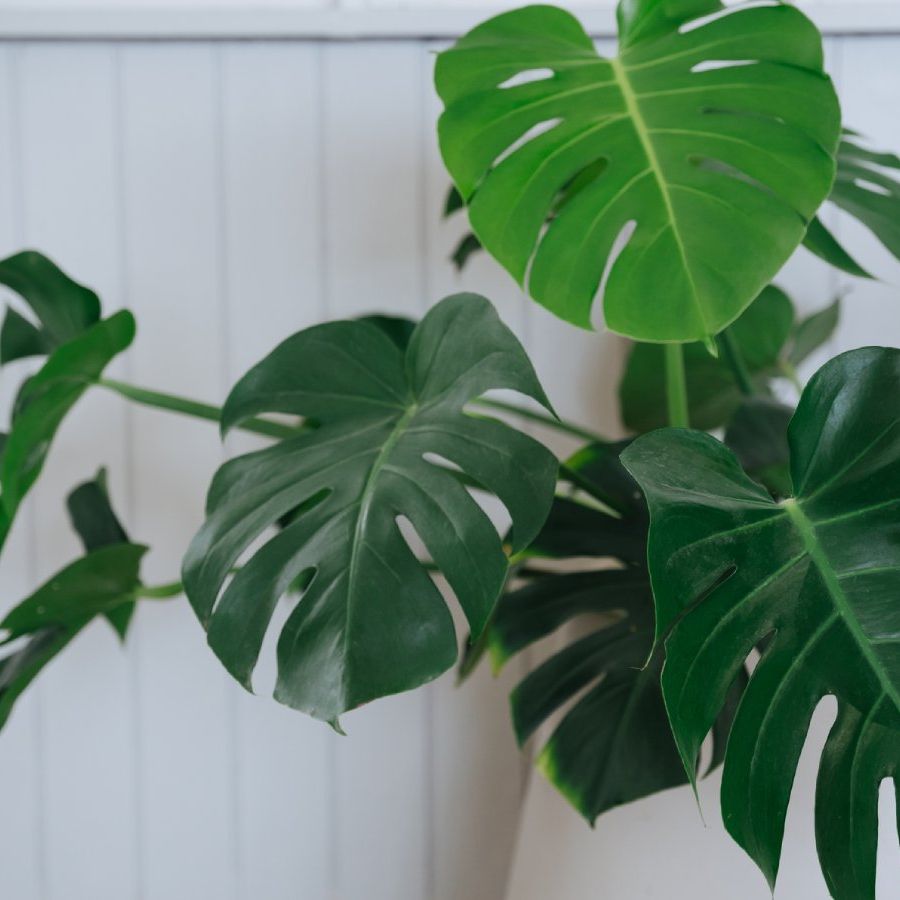 philodendron dark Philodendron Dark Lord Variegated  Greenspaces.id