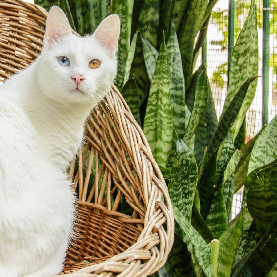 Are Snake Plants Toxic To Cats? Keep Your Feline Friend Safe | Gardening  Know How