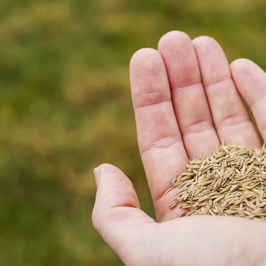 Can you plant grass seed in winter - expert sowing tips | Homes and Gardens