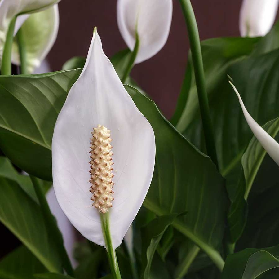 How to prune a peace lily: a quick and easy guide | Homes and Gardens