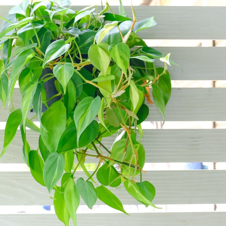 philodendron columbia Philodendron Colombia — Ecuagenera Orquídeas del Ecuador main image 1