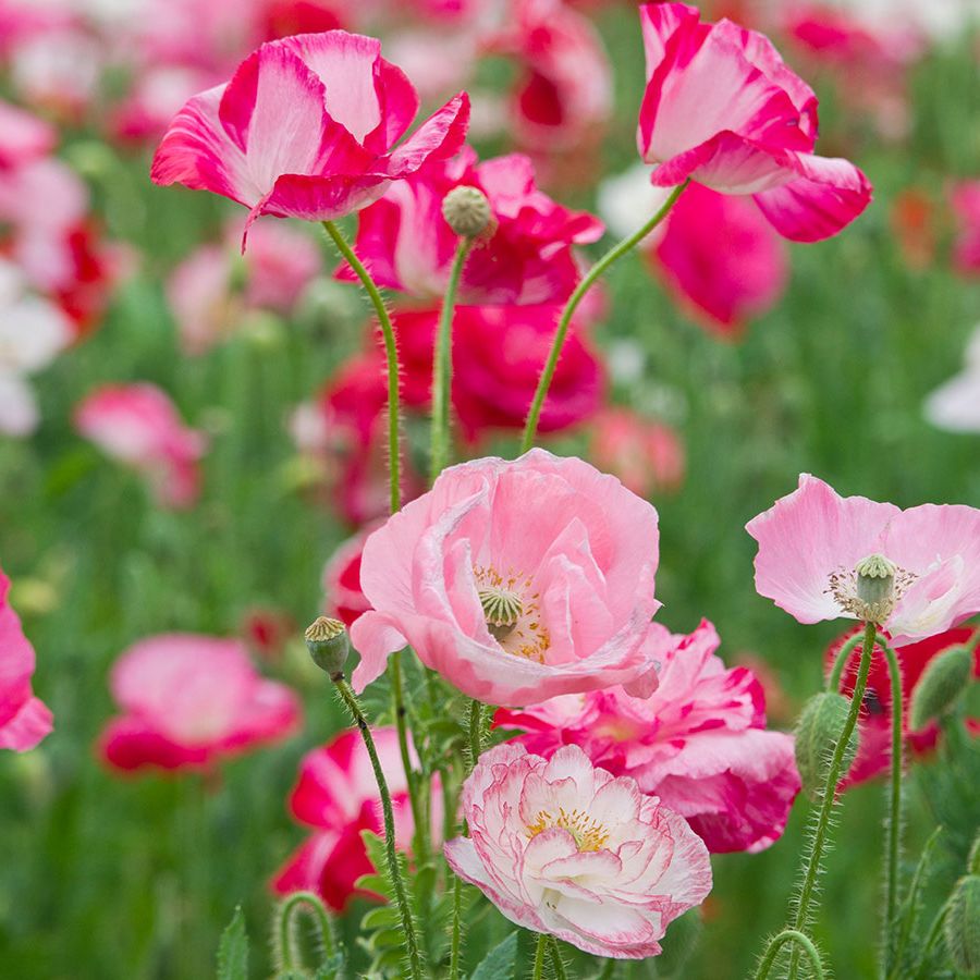Poppy Flowers Images