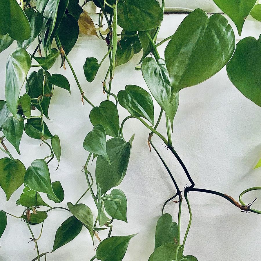 marble queen pothos light Marble Queen Pothos main image 1