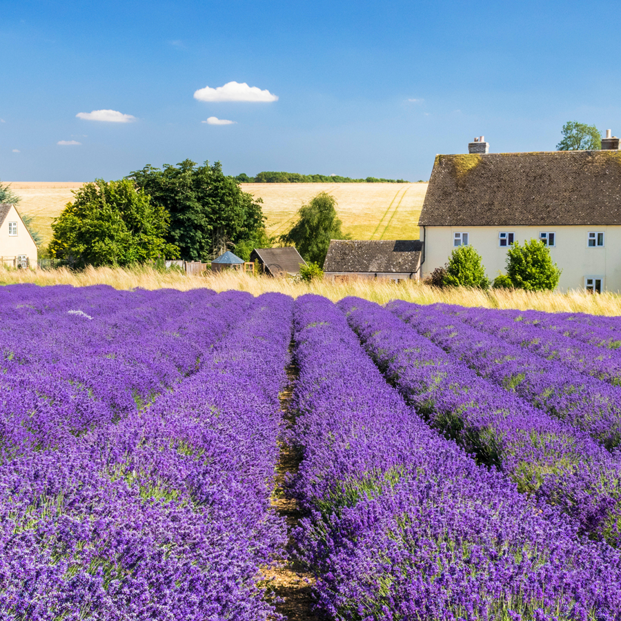 Why lavender is the best plant to grow in the garden this summer |  Gardeningetc