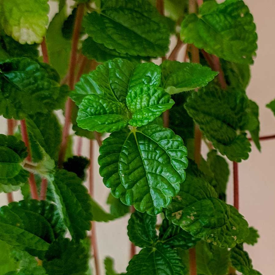 How to grow creeping Charlie indoors: expert tips | Homes and Gardens