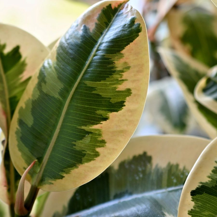 Why is my variegated rubber plant dropping leaves? 3 causes | Homes and  Gardens