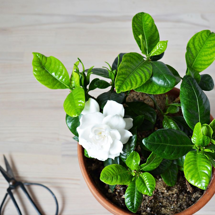 9 of the best indoor plants to make a living room smell nice | Homes and  Gardens