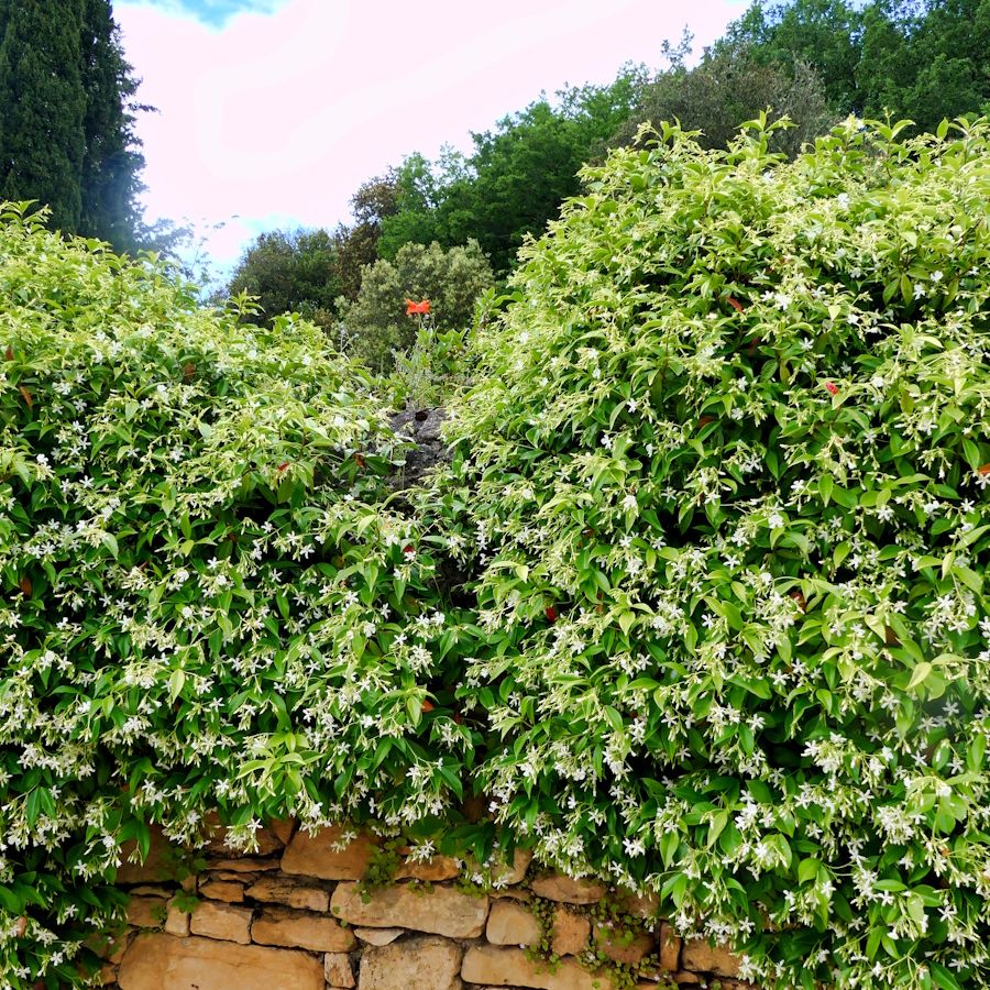 How to fertilize star jasmine: expert advice for healthy vines | Homes and  Gardens