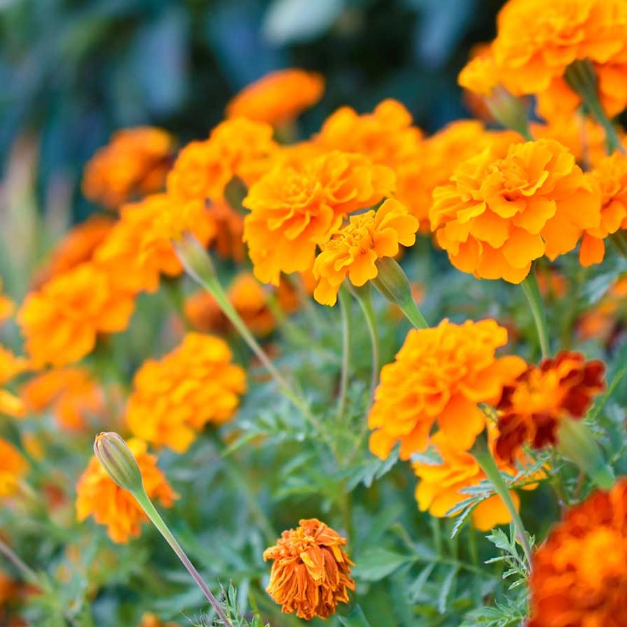 How to deadhead marigolds: in 3 easy steps | Homes and Gardens