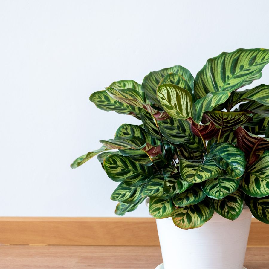 How to propagate calathea plants | Homes and Gardens