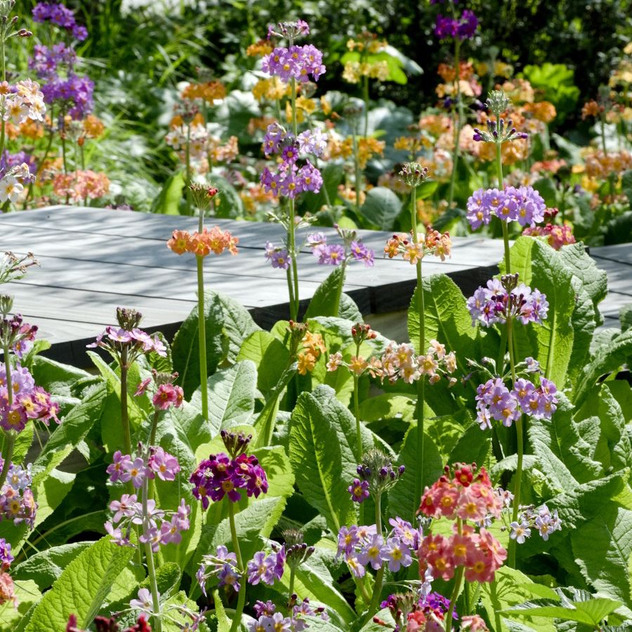 Fairy garden plants: 7 delicate, whimsical flower options | Homes and  Gardens