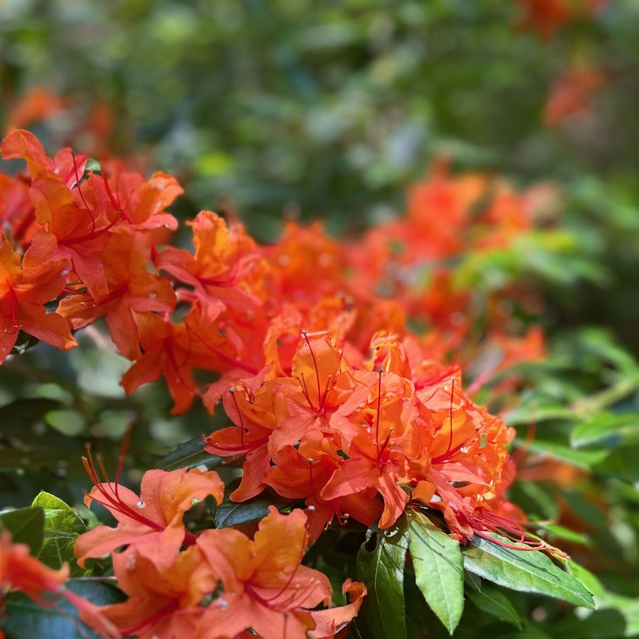 Essential fall care tips for rhododendrons and azaleas | Homes and Gardens