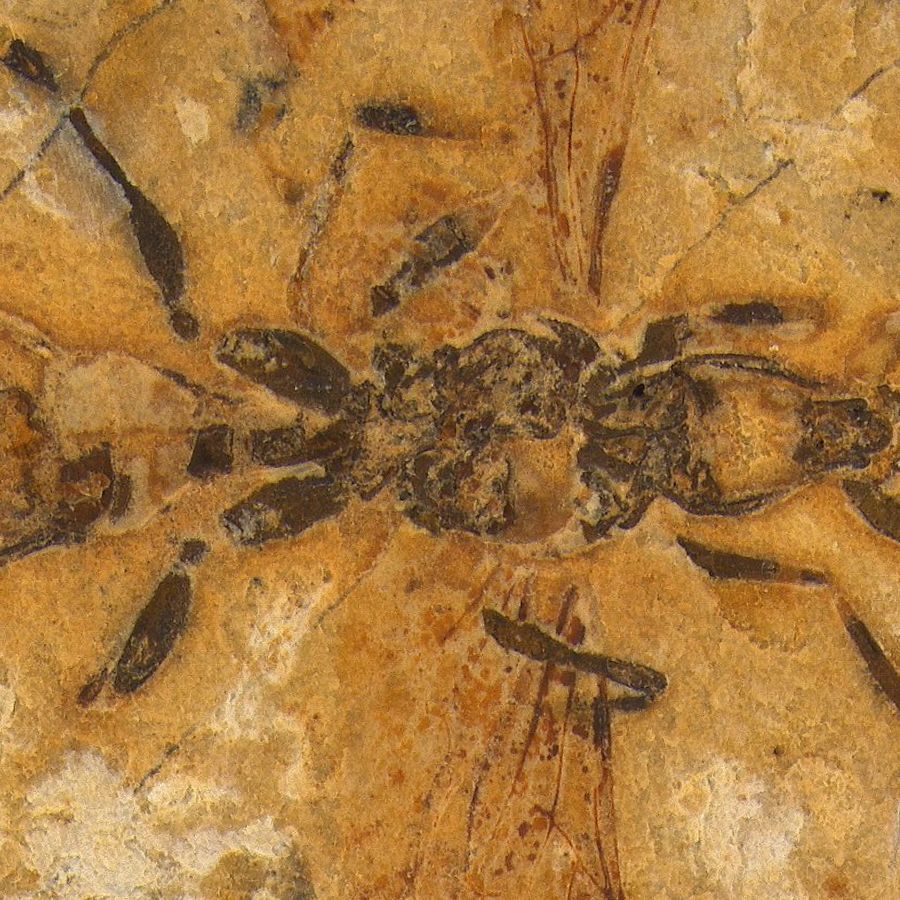 Hell ant' with scythe-like jaws may be oldest ant fossil ever