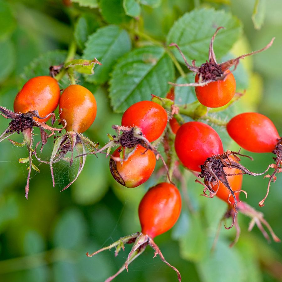 Why You Should Grow Roses From Rose Hips  And How To Do It | Gardening  Know How