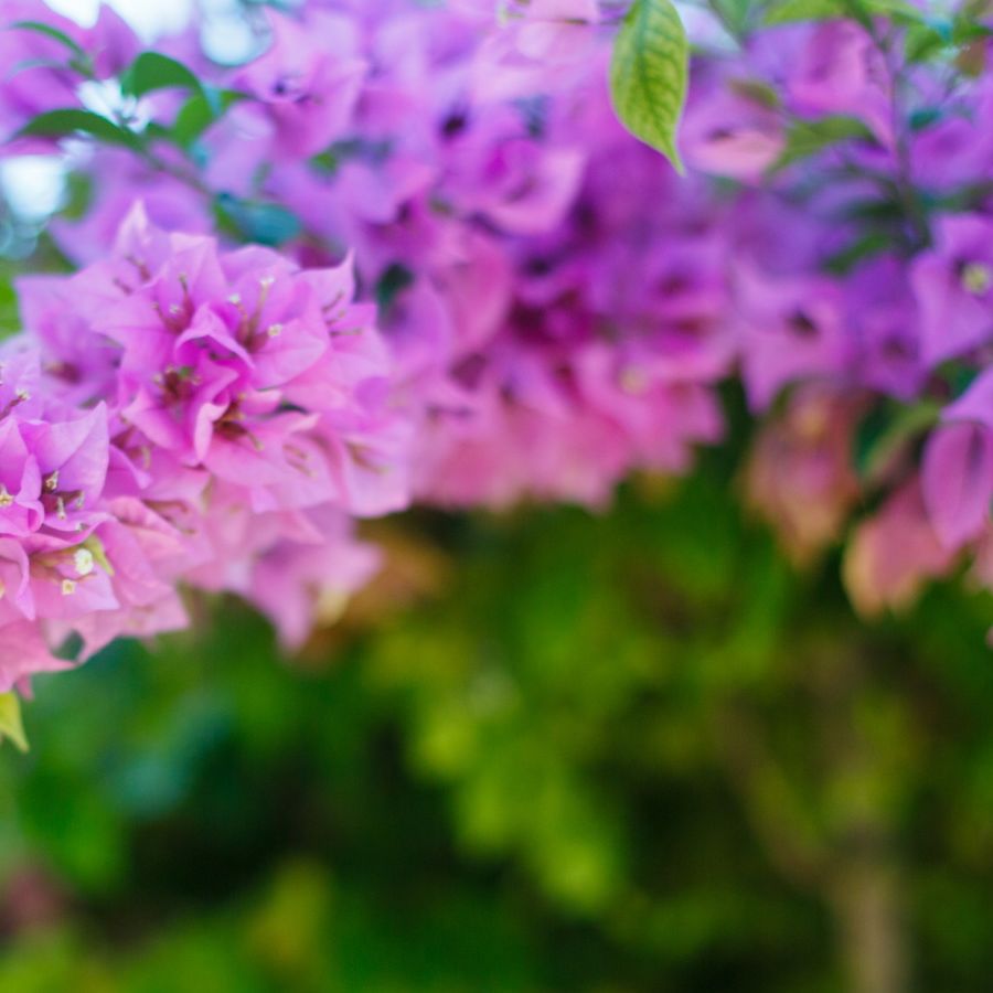 Purple Bougainvillea Live Plant Vine – 6-Inch Pot With Trellis, Fast-Growing, Indoor/Outdoor