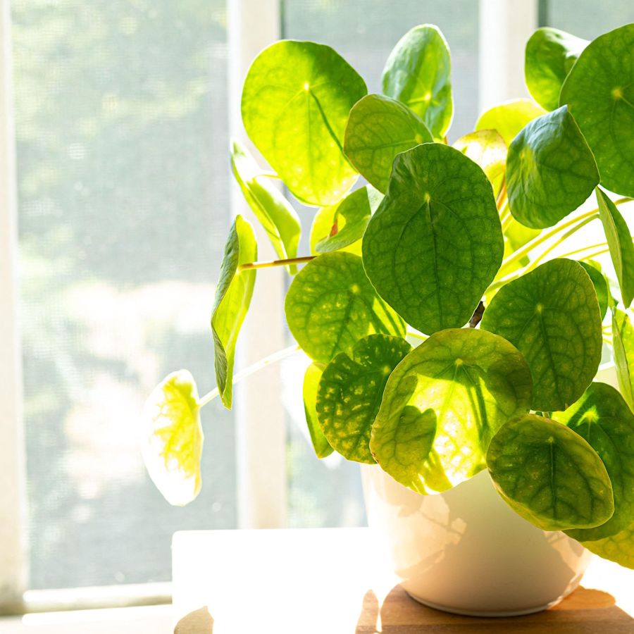 An Expert Reveals Why Chinese Money Plants Are Lucky | Homes and Gardens