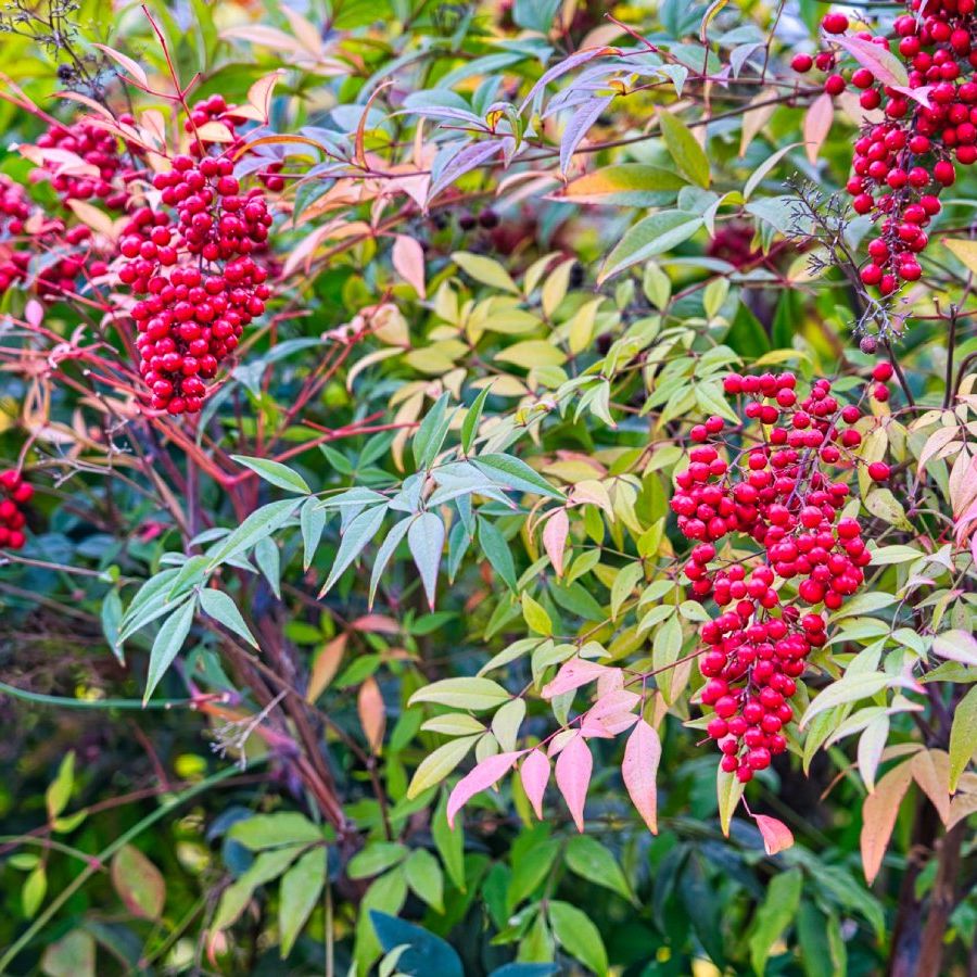 Alternatives To Heavenly Bamboo  What To Plant Instead Of Nandina |  Gardening Know How