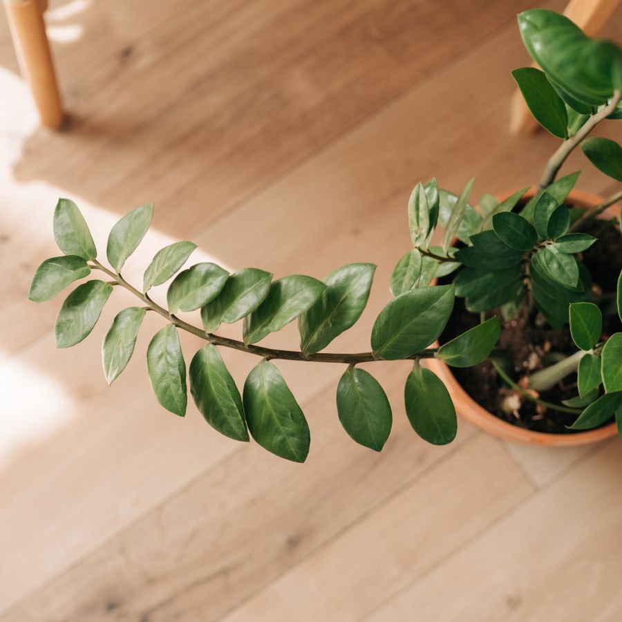 Why is my ZZ plant drooping? Experts reveal 3 common causes | Homes and  Gardens