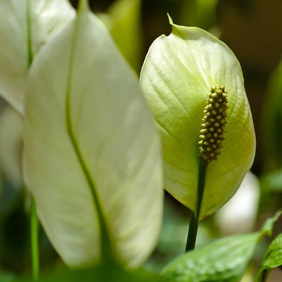 Why is my peace lily drooping? The houseplant experts advise | Homes and  Gardens