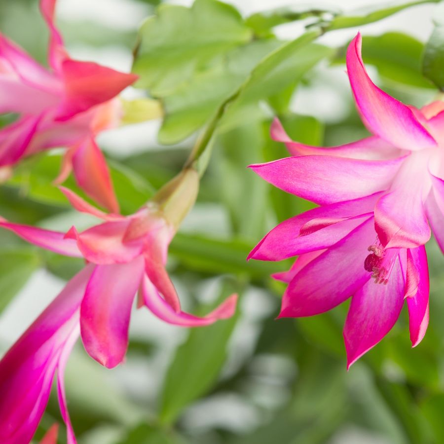 Why You Shouldn't Fertilize a Holiday Cactus in January | Homes and Gardens