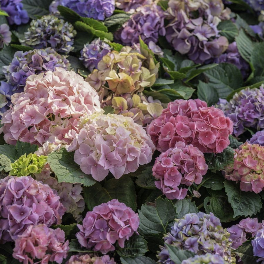 Best fast-growing shrubs: 15 bright and beautiful varieties | Homes and  Gardens