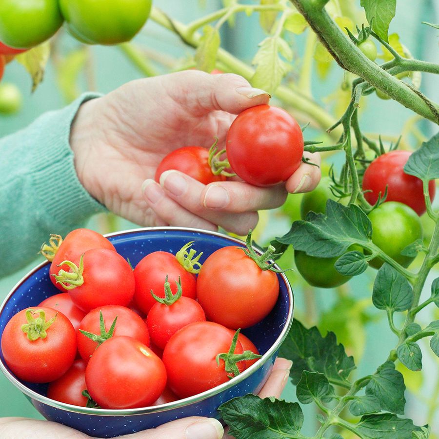 bacillus subtilis for plants Bacillus Subtilis - Liquid Biofungicide for Plants