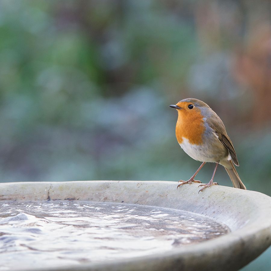 What Color Baths Attract Birds: Top Shades to Boost Bird Visits