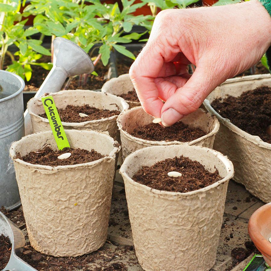 Planting Seeds Made Easy: A Complete Guide To Seed Starting | Gardening  Know How
