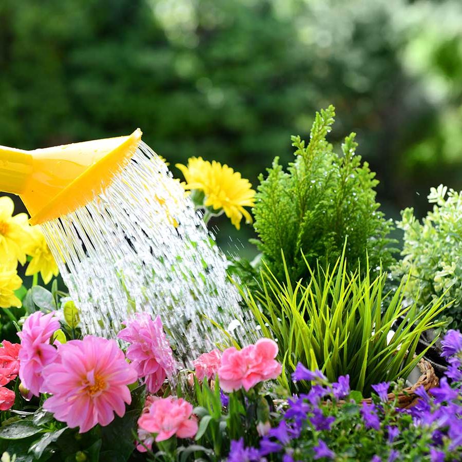 Can you water plants with distilled water? Experts weigh in | Homes and  Gardens