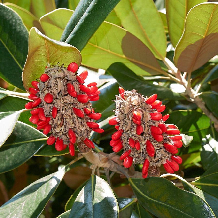 How to Sprout Magnolia Seeds: Easy Steps for Stunning Growth