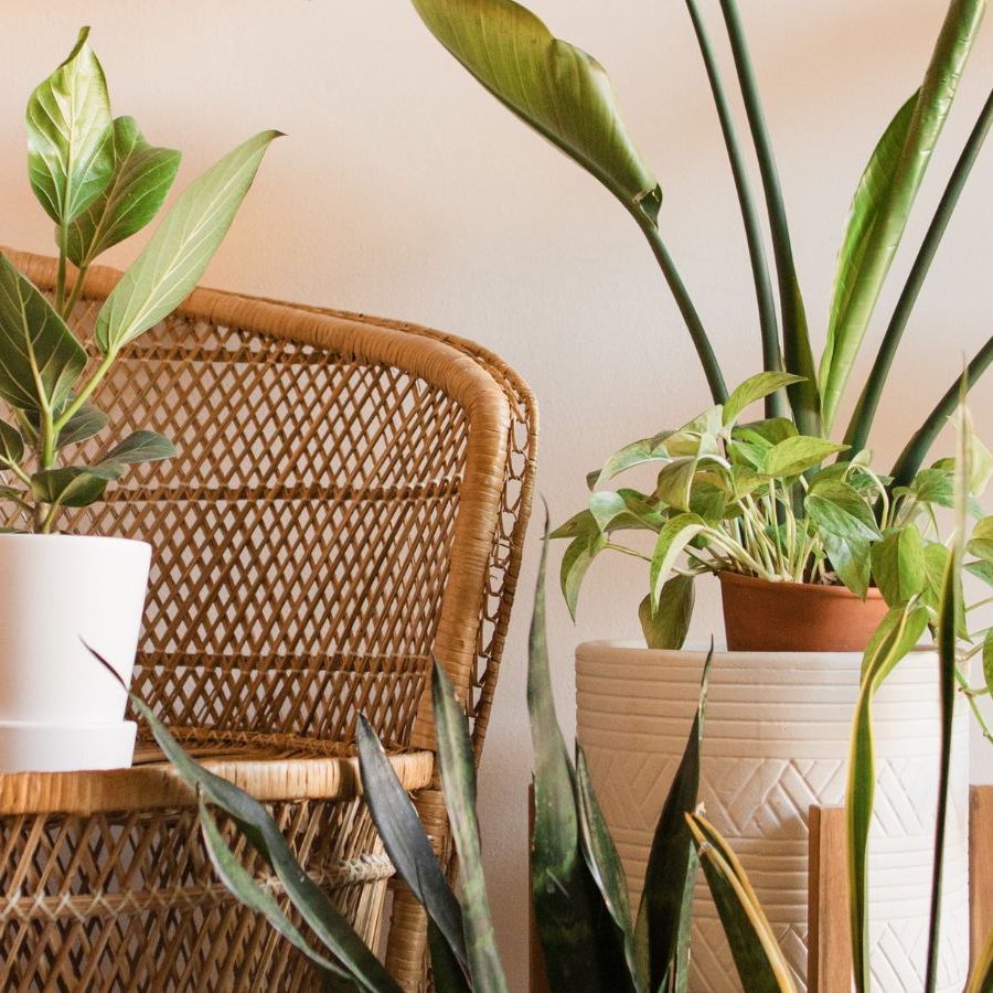carmel marble philodendron Philodendron Caramel Marble | 4