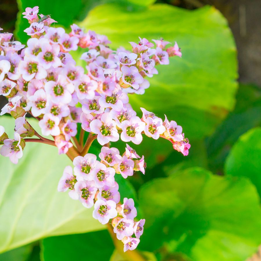 Types of bergenia: 15 varieties for shade and sun | Homes and Gardens