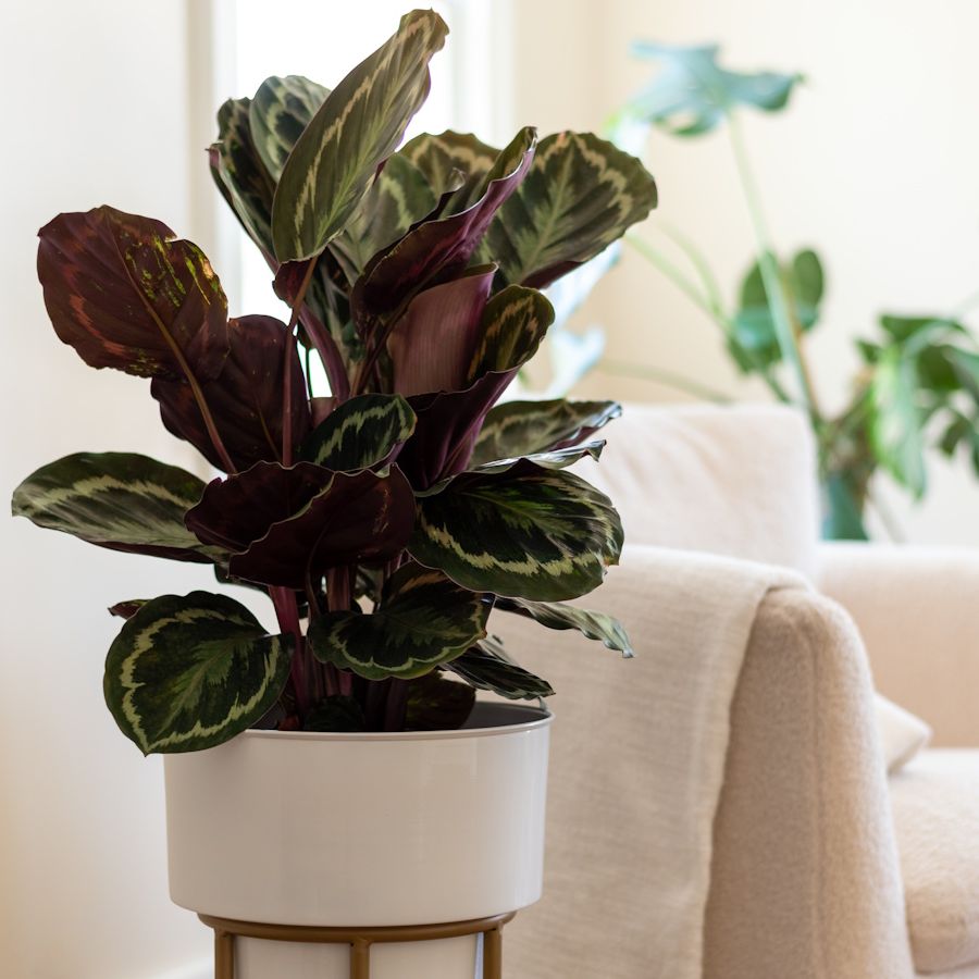 How to revive a dying calathea: 5 expert steps to recovery | Homes and  Gardens