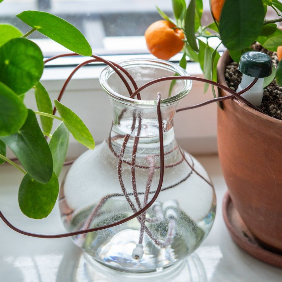 What Is A Water Wick? How It Can Keep Plants Hydrated | Gardening Know How
