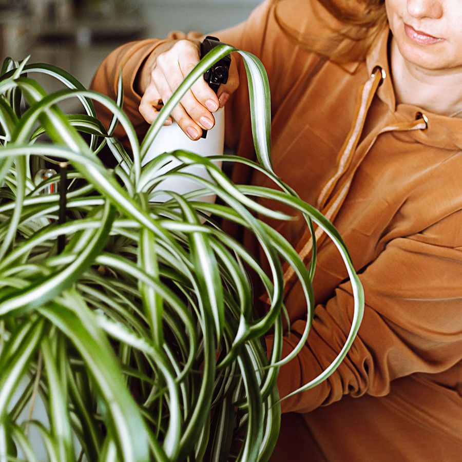 Why are the tips of my spider plant turning brown? | Homes and Gardens
