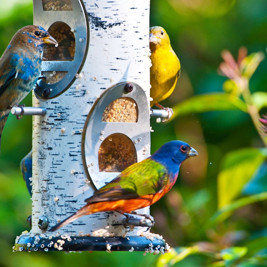 How Often Should You Refill Bird Feeders: Expert Tips Revealed